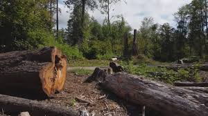 Best Storm Damage Tree Cleanup  in Muleshoe, TX