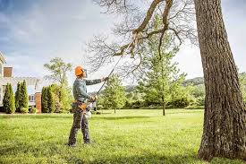 Best Fruit Tree Pruning  in Muleshoe, TX