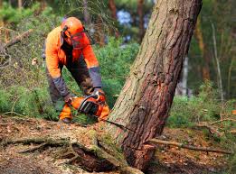 Best Commercial Tree Services  in Muleshoe, TX