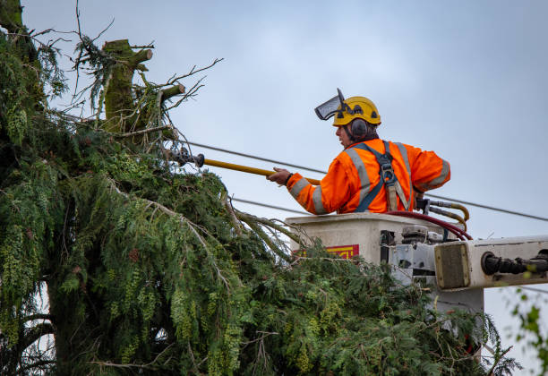 How Our Tree Care Process Works  in  Muleshoe, TX