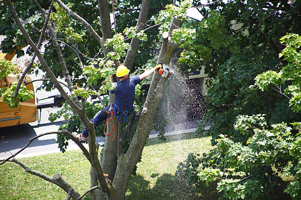 Best Tree Disease Treatment  in Muleshoe, TX